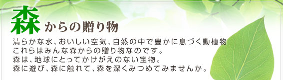 森林からの贈り物 清らかな水、おいしい空気、自然の中で豊かに息づく動植物。これらはみんな森林からの贈り物なのです。森林は地球にとってかけがえのない宝物。森林に遊び、森林に触れて、森林を深くみつめてみませんか。